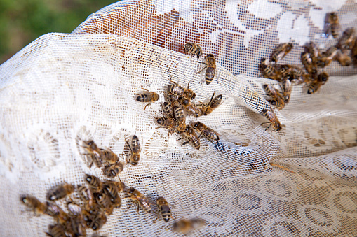 Busy bees, close up view of the working bees. Bees close up showing some animals drinking water on textile background.