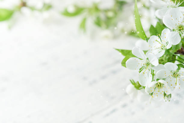 Spring background with white apple or cherry blossoms and wooden background. Easter or Passover spring greeting cards with copy space. Natural plants landscape, ecology, fresh wallpaper concept Mockup