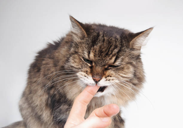 istock Toothless cat biting or licking finger of owner. 2012896545