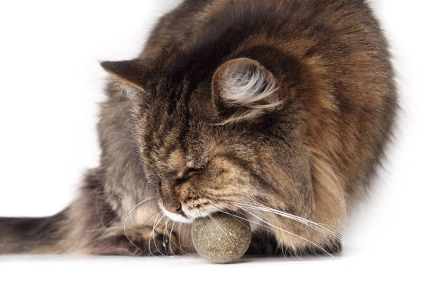 istock Senior tabby cat playing with catnip ball. 2012897105