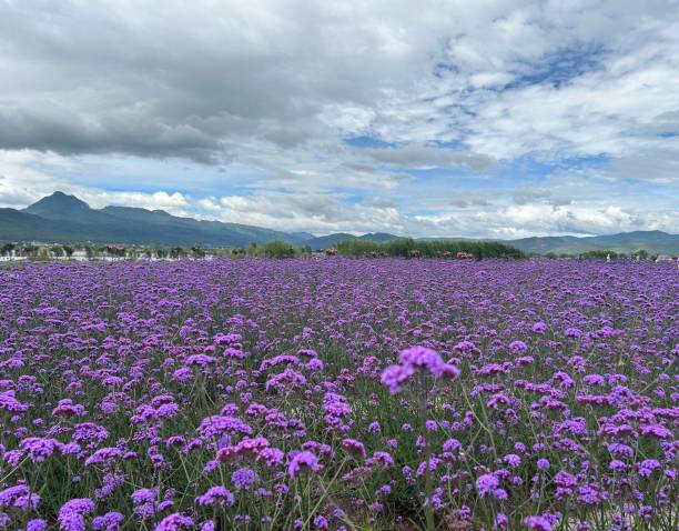 istock Purple Verbenaceae flower field under clouds and  sky 2012912006