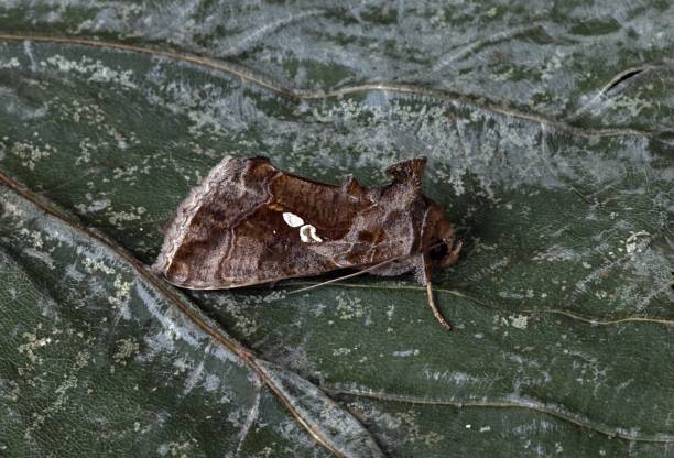 istock Golden Twin-spot moth 2012928662