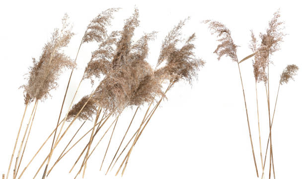 istock Dry reeds isolated on white background. 2012937848