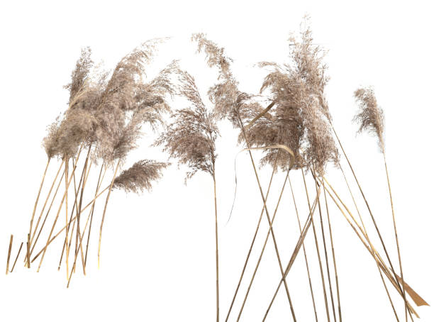 istock Dry reeds isolated on white background. 2012938296