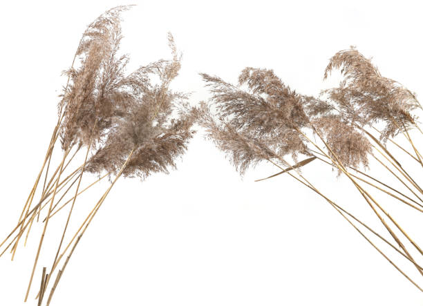 istock Dry reeds isolated on white background. 2012938412