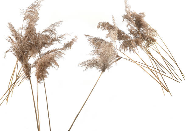 istock Dry reeds isolated on white background. 2012938415
