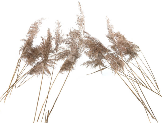 istock Dry reeds isolated on white background. 2012938849