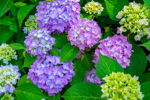 Hydrangea white flowers, close up photo with selective focus