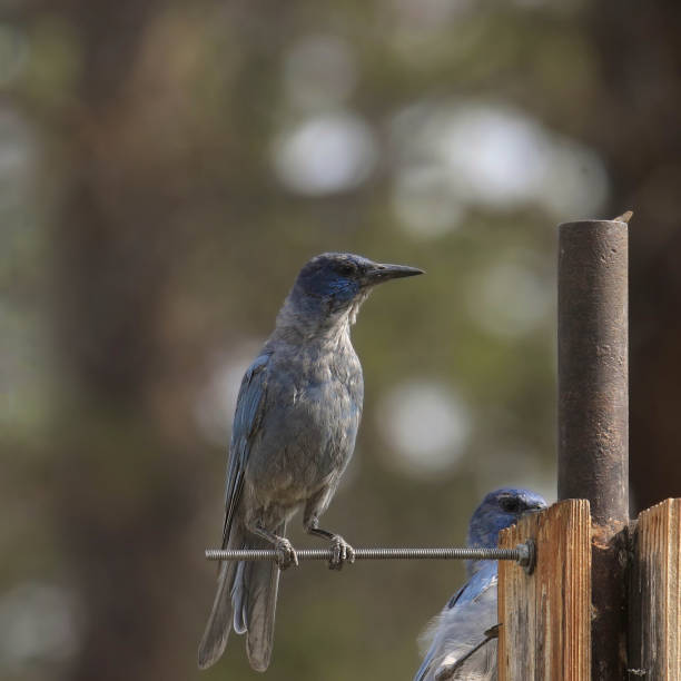 Pinyon Jay (gymnorhinus cyanocephalus) perched on a suet feeder Pinyon Jay (gymnorhinus cyanocephalus) perched on a suet feeder pinyon jay stock pictures, royalty-free photos & images