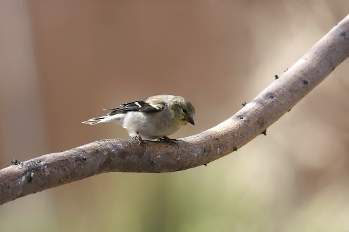 American Goldfinch (nonbreeding) (spinus tristis) perched on a bare branch
