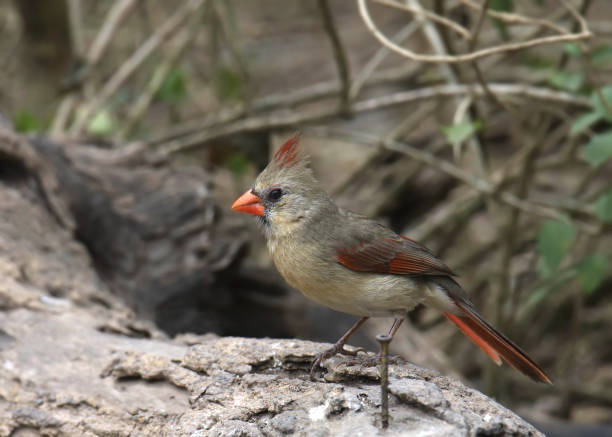 istock Northern Cardinal (female) (cardinalis cardinalis) perched on a big log 2012944140