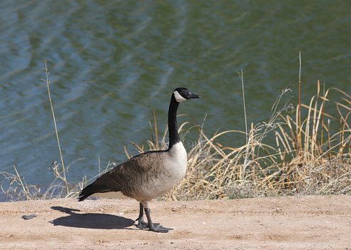 Canada Goose (branta canadensis) standing on a dirt path