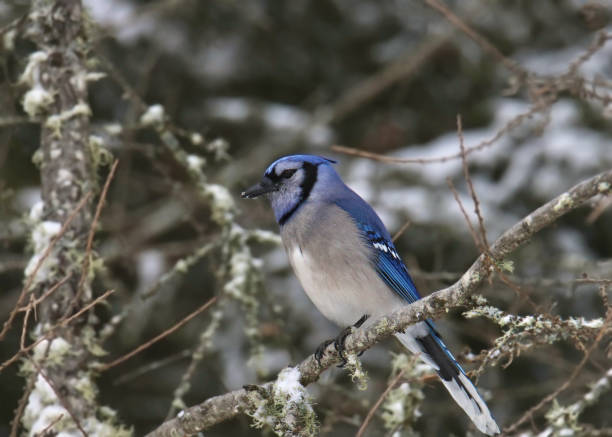 istock Blue Jay (cyanocitta cristata) perched on the branch of a snowy tree 2012944728