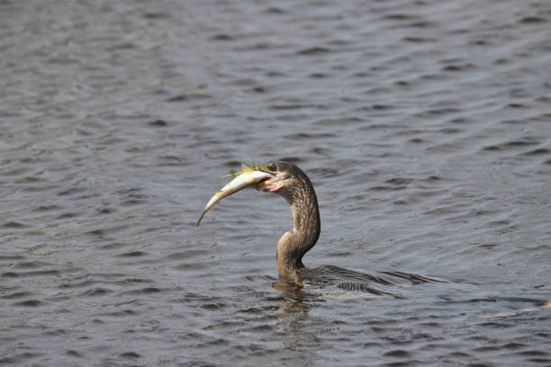 istock Double-crested Cormorant (phalacrocorax auritus) with a huge fish in it's beak 2012944795