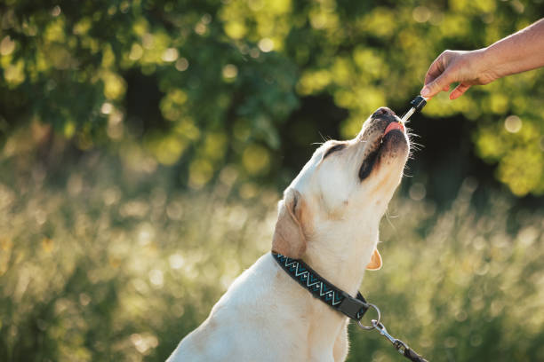 istock Dog licking a pipette with CBD oil 2012950973