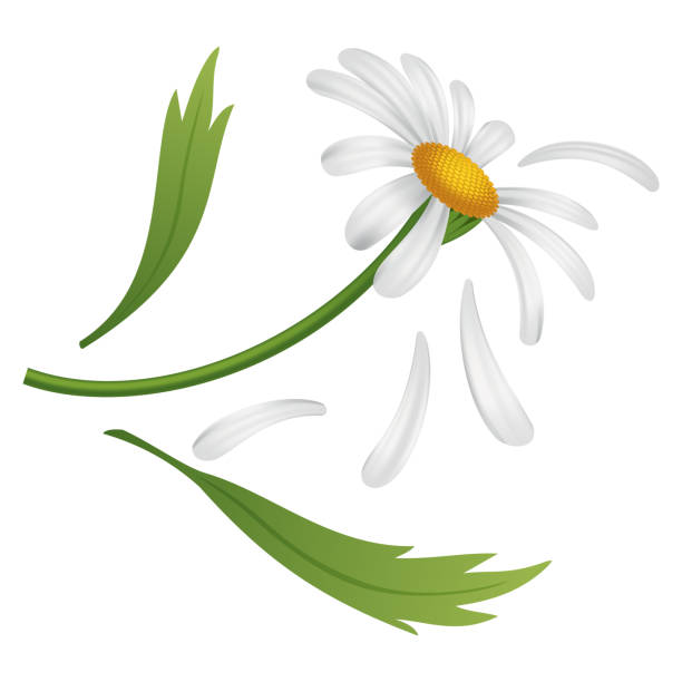 istock Chamomile flower. Botanical illustration of daisy. Design element for herbal tea, natural cosmetics, health care products or aromatherapy. White flower with green leaves and stem 2012953232