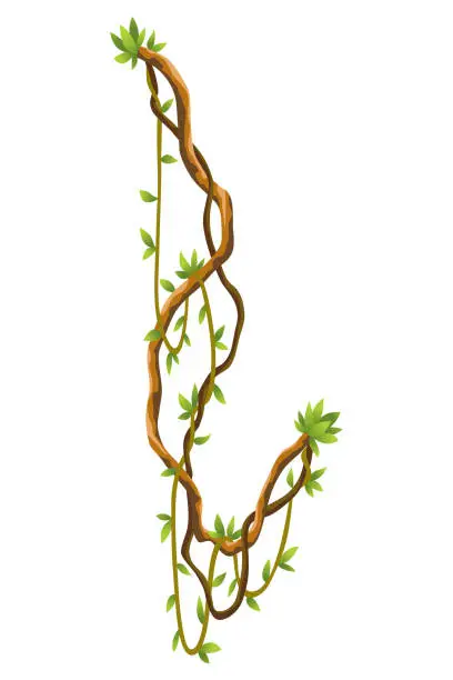 Vector illustration of Twisted wild lianas branches banner. Jungle vine plants. Woody natural tropical rainforest, exotic botany. Woody natural branches