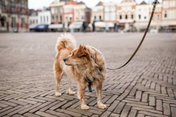 istock Pet dog on a leash in the Netherlands - Delft 2012957791