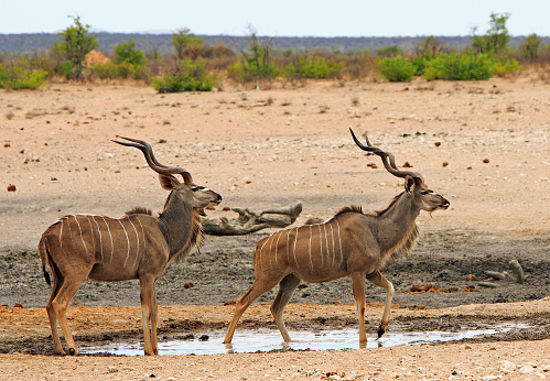 Two adult Male Kudu standing beside a very small manmade waterhole against a natural bush background.