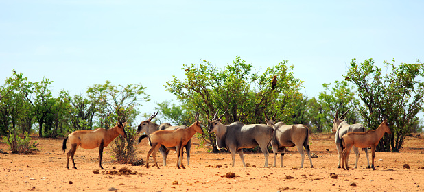 Red Hartebeest and Eland standing together in the African Bush - the Eland is the centre of focus, and motion blur on red hartebeest.