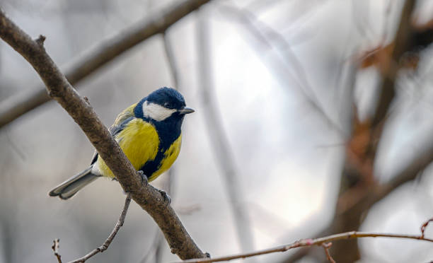 istock Blue tit in a tree at sunrise 2012962961