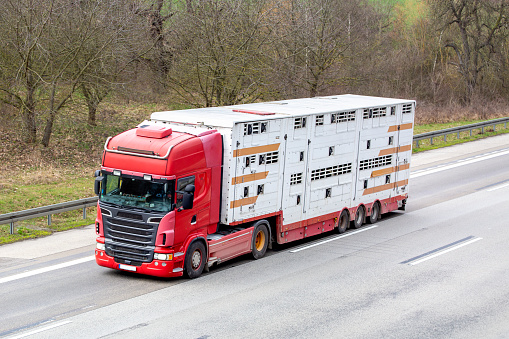 Cattle truck on German highway