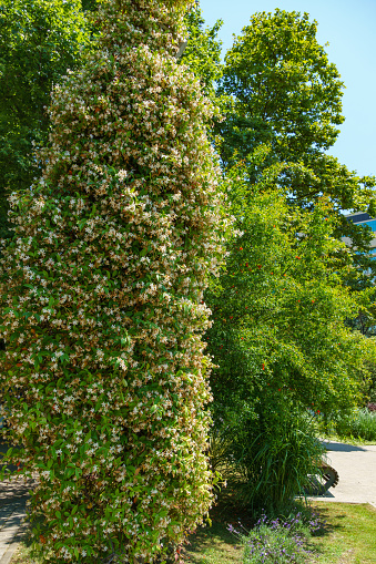 White flowering blossoming Star jasmine, or Rhynchospermum jasminoides. Evergreen garden climbing plant Trachelospermum jasminoides in Sochi