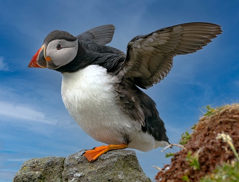 Puffin prepares for flight