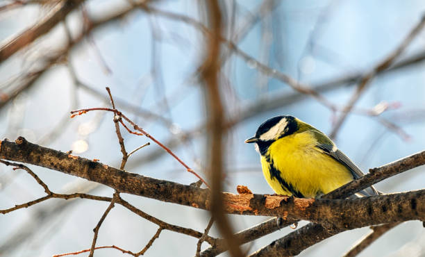 istock Blue tit sitting on a branch 2012992559