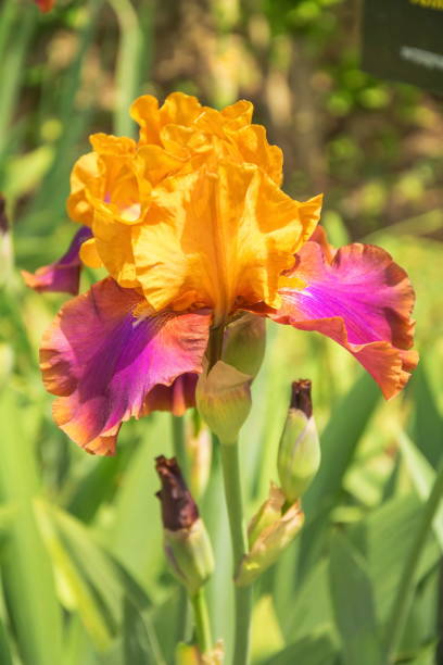 istock The rare color of iris 2013006325