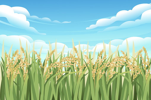 Rice fields agriculture plantation vector illustration countryside landscape background.