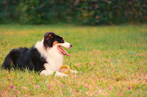 Happy dog with pet toy in its front paws lying on grass, side view