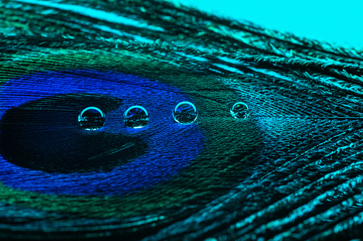 Macro photograph showing an abstract image of a peacock feather and four water droplets.