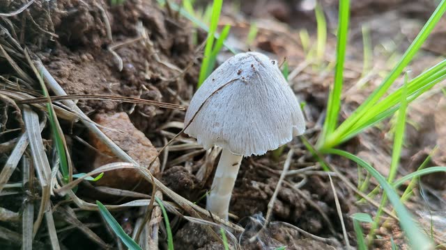 Closeup of tiny poisonous mushroom growing through the foliage.white mushroom in garden