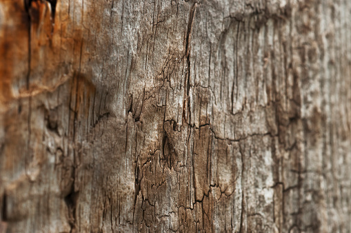 Toned image of tree bark. Detailed texture effect.