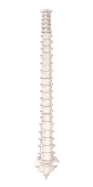Human spine on scientific background