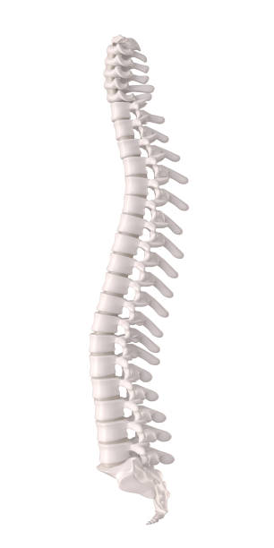 Human spine with discs and vertebrae, orthopaedic anatomical detail. 3d render.