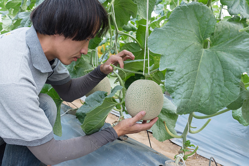 farmer check quality of fresh melon in greenhouse