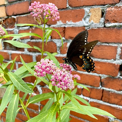 A spicebush swallowtail butterfly pollinating the fragrant pink flowers of a swamp milkweed plant in the summer.