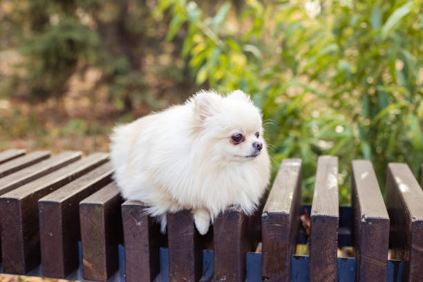 The Pomeranian  is a breed of dog of the Spitz type that is named for the Pomerania region in north-west Poland and north-east Germany in Central Europe