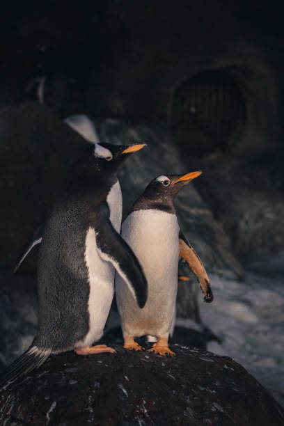 istock Penguins in conservation and different species 2013055072
