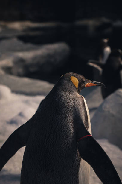 istock Penguins in conservation and different species 2013055526