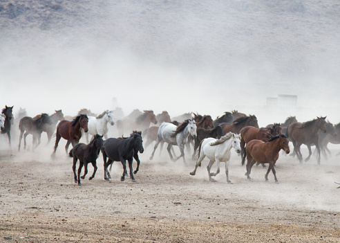 Horses running wildly to freedom.