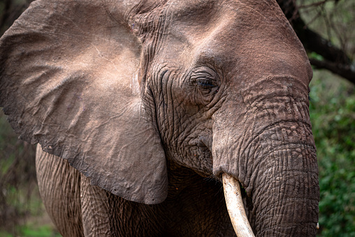 Close-up of the face of a young wild elephant seen in profile at Serengeti Park in Tanzania during a photo safari.