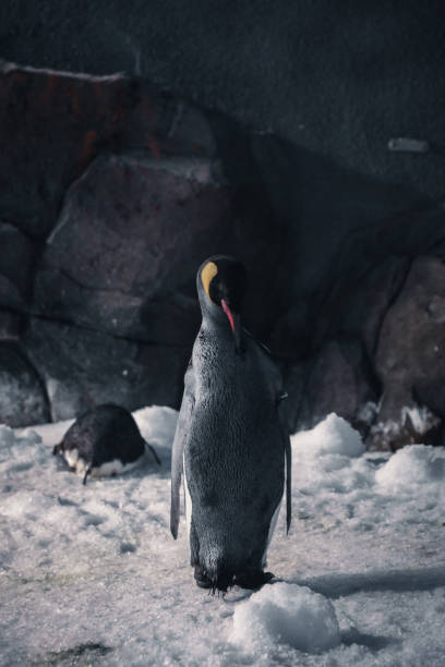 istock Penguins in conservation and different species. 2013079325