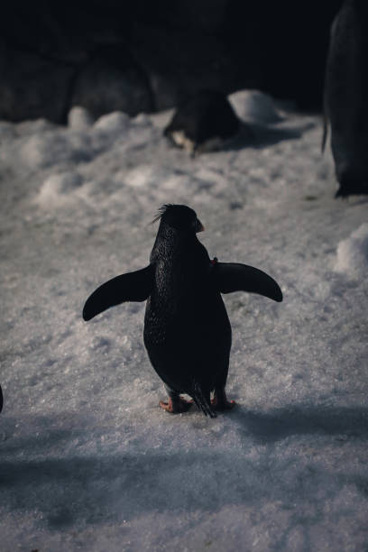 istock Penguins in conservation and different species 2013080077