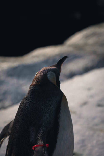 istock Penguins in conservation and different species 2013080158