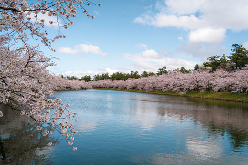 Hirosaki park cherry blossom trees matsuri festival
