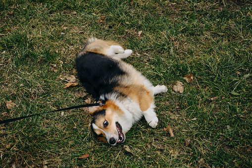 Welsh corgi Pembroke tricolor walks in the park in early spring. Puppy lay down in a clearing and refuses to go home after a walk. The owner pulls the dog on a leash