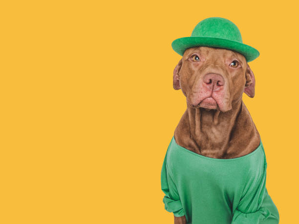 adorabile, grazioso cucciolo e un cappello verde brillante - 16326 foto e immagini stock